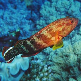 Cephalopholis urodeta 8-10 cm