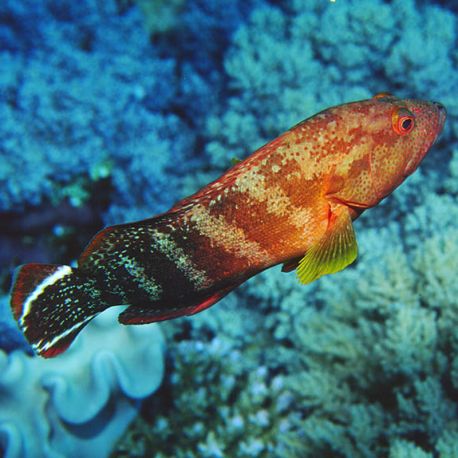 Cephalopholis urodeta 12-15 cm