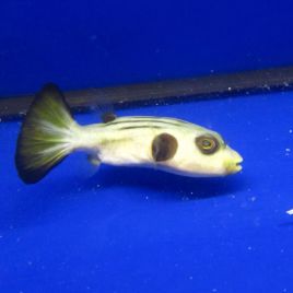 Arothron manilliensis :  10-12 cm