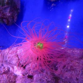 Cerianthus orange 4-6 cm