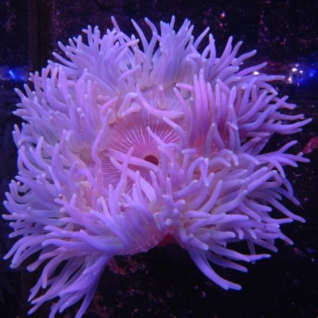 Macrodactyla doreensis bleu - pourpre