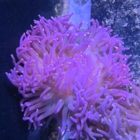 Macrodactyla doreensis violette