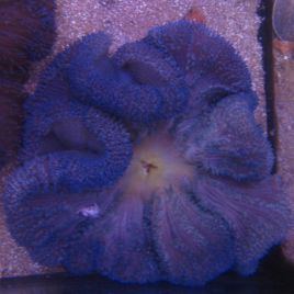 Stichodactyla haddonii (Anémone carpette bleue) 15-20 cm