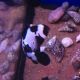 Amphiprion Ocellaris "Black Frostbite"