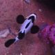 Amphiprion Ocellaris "Black Frostbite"