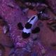 Amphiprion Ocellaris "Black Frostbite" 139,50 €