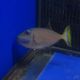 Xanthichthys auromarginatus mâle : 10-12 cm 109,00 €