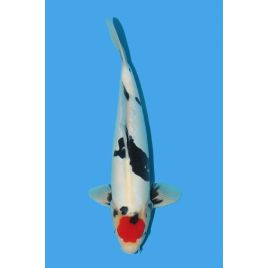 Koï Japon Doitsu Tancho Showa Mâle éleveur Hiroi age Sansai taille 46cm