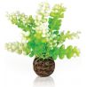 biOrb Caulerpe verte