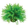 biOrb Boule topiaire verte