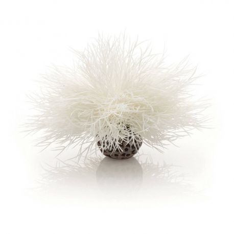 biOrb Lys de mer blanc 