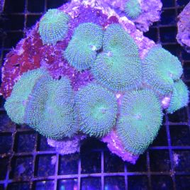 Rhodactis incohata vert pailleté 10 cm
