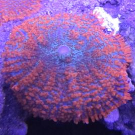 Bouture Rhodactis incohata orange (1 morphe)