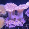 Sarcophyton double