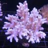 Sinularia asterolobata 6-9  cm