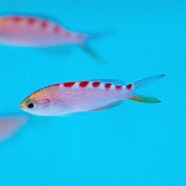 Pseudanthias flavoguttatus 5-7 cm