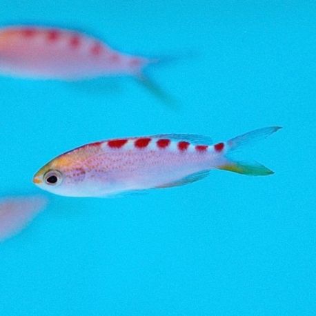 Pseudanthias flavoguttatus 5-7 cm