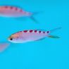Pseudanthias flavoguttatus 5-7 cm