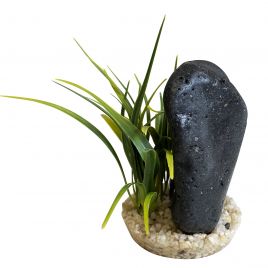 Sydeco Black Magma Plants H : 14 cm 6,00 €