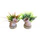 Sydeco Mini Jar Plants H : 12 cm  3,75 €