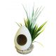 Sydeco Fish Home Plants H : 22 cm 5,20 €