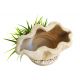 Sydeco Marine Shelter Plants H : 16 cm 