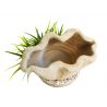 Sydeco Marine Shelter Plants H : 16 cm 