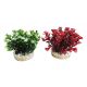 Sydeco Nano Flowering Bush H 10 cm 4,20 €