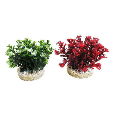 Sydeco Nano Flowering Bush H 10 cm 4,20 €