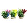 Sydeco Magic Nano Garden H 10 cm