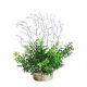 Sydeco Coral Fern H 19 cm 