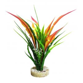 Sydeco Anubias Pearl H 22 cm  