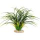 Sydeco Fan Grass H 30 cm 