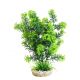 Sydeco Cabomba Plant H 27 cm
