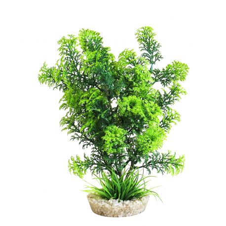 Sydeco Cabomba Plant H 27 cm