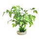 Sydeco Echinodorus Plant H 31 cm  10,60 €
