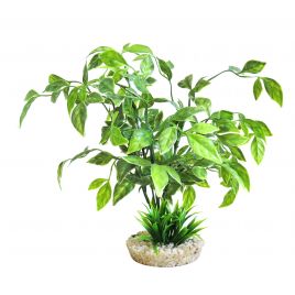 Sydeco Echinodorus Plant H 31 cm  10,60 €