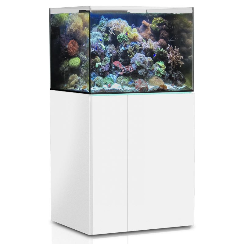 Aquarium Eau De Mer Clé En Main