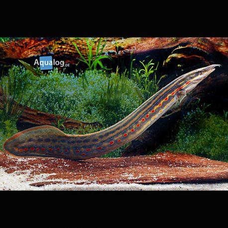 Mastacembelus erythrotaenia - Anguilles de feu 10-12cm 18,50 €