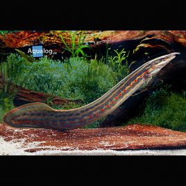 Mastacembelus erythrotaenia - Anguilles de feu 12-15 cm lot de 2