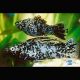 Poecilia Sphenops Molly Velifera dalmatiens le couple 