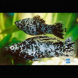 Poecilia Sphenops Molly Velifera dalmatiens le couple 