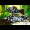 Poecilia Sphenops Molly Velifera Dalmatien le couple