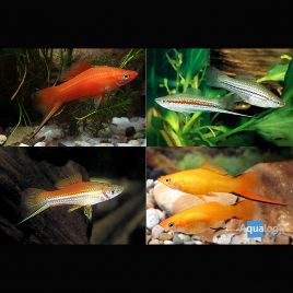Xipho Xiphophorus helleri 4-5cm mix le lot de 10