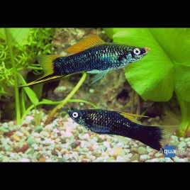 Xipho Xiphophorus helleri noirs 4-5cm 3,50 €