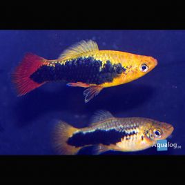 Xiphophorus maculatus Platys Hawaï