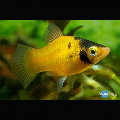 Xiphophorus maculatus Platys Batman 