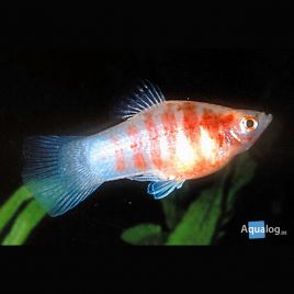 Xiphophorus maculatus Platys tigrés  2,50 €