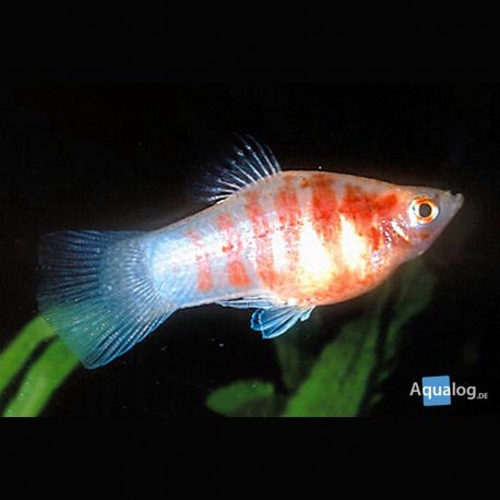 Xiphophorus maculatus Platys tigrés  