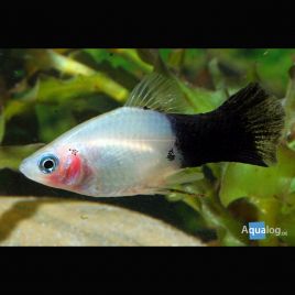 Xiphophorus maculatus Platys panda